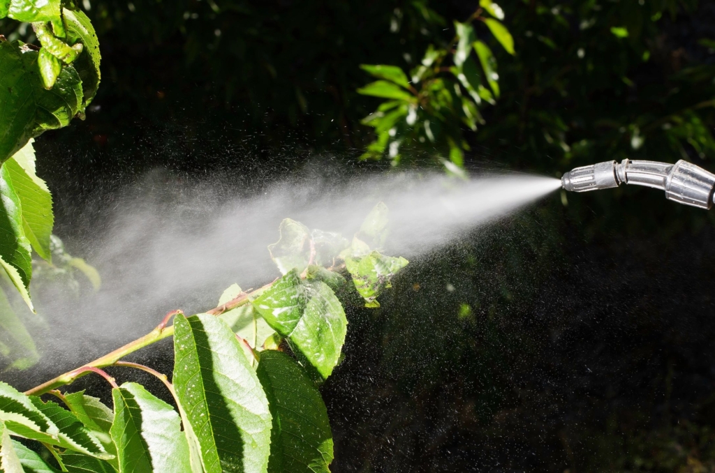 Spraying plants